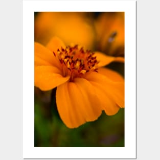 Orange Marigold Posters and Art